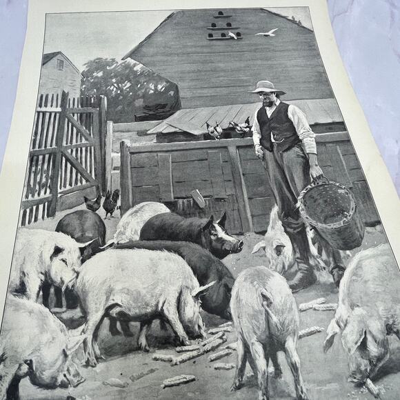 None and/or Unknown Other - Pigs - Farmer Feeding Pigs - Original 1904 A.B. Frost Art Print V14-3